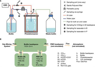 The DIC carbon isotope evolutions during CO2 bubbling: Implications for ocean acidification laboratory culture